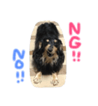 愛犬ライトその2（個別スタンプ：3）