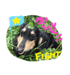 愛犬ライトその2（個別スタンプ：5）