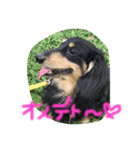 愛犬ライトその2（個別スタンプ：6）