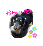 愛犬ライトその2（個別スタンプ：7）