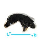 愛犬ライトその2（個別スタンプ：8）