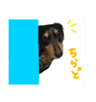 愛犬ライトその2（個別スタンプ：9）