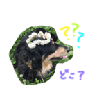愛犬ライトその2（個別スタンプ：12）
