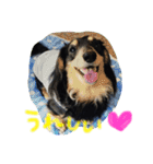 愛犬ライトその2（個別スタンプ：13）
