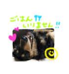 愛犬ライトその2（個別スタンプ：16）