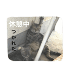 ニャンファミリー（個別スタンプ：3）