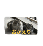ニャンファミリー（個別スタンプ：4）