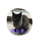 ニャンファミリー（個別スタンプ：6）