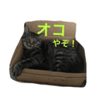 ニャンファミリー（個別スタンプ：8）