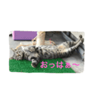 ニャンファミリー（個別スタンプ：10）