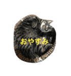 ニャンファミリー（個別スタンプ：11）