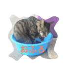 ニャンファミリー（個別スタンプ：12）