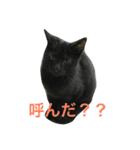 ニャンファミリー（個別スタンプ：14）