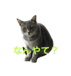 ニャンファミリー（個別スタンプ：16）