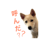 Mix Kai（個別スタンプ：7）