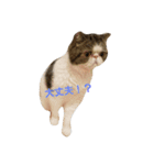 鼻ぺちゃ猫ちゃんのひとことスタンプ②（個別スタンプ：1）