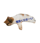 鼻ぺちゃ猫ちゃんのひとことスタンプ②（個別スタンプ：2）