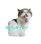 鼻ぺちゃ猫ちゃんのひとことスタンプ②（個別スタンプ：3）