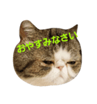 鼻ぺちゃ猫ちゃんのひとことスタンプ②（個別スタンプ：4）