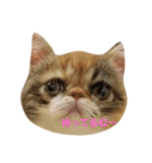 鼻ぺちゃ猫ちゃんのひとことスタンプ②（個別スタンプ：5）