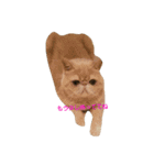 鼻ぺちゃ猫ちゃんのひとことスタンプ②（個別スタンプ：6）