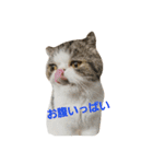 鼻ぺちゃ猫ちゃんのひとことスタンプ②（個別スタンプ：7）