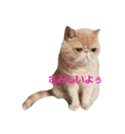 鼻ぺちゃ猫ちゃんのひとことスタンプ②（個別スタンプ：8）