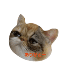 鼻ぺちゃ猫ちゃんのひとことスタンプ②（個別スタンプ：9）