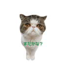 鼻ぺちゃ猫ちゃんのひとことスタンプ②（個別スタンプ：14）