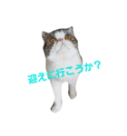 鼻ぺちゃ猫ちゃんのひとことスタンプ②（個別スタンプ：15）
