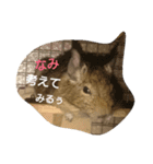 Nami designated(degu)（個別スタンプ：1）