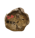 Nami designated(degu)（個別スタンプ：2）