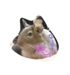 Nami designated(degu)（個別スタンプ：4）