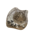 Nami designated(degu)（個別スタンプ：6）