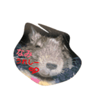 Nami designated(degu)（個別スタンプ：9）
