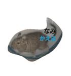 Nami designated(degu)（個別スタンプ：10）