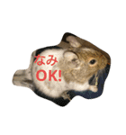 Nami designated(degu)（個別スタンプ：11）