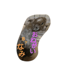 Nami designated(degu)（個別スタンプ：13）