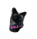 にゃんぱら族（個別スタンプ：1）