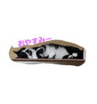にゃんぱら族（個別スタンプ：2）