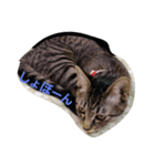 にゃんぱら族（個別スタンプ：3）
