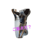 セレガちゃん(犬)（個別スタンプ：3）
