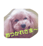 かわいいトイプードルのラッキー（個別スタンプ：6）