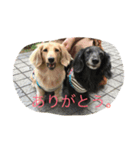 くりん＆あんこ（個別スタンプ：1）