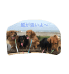 ダックスファミリー（個別スタンプ：5）