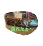 ダックスファミリー（個別スタンプ：10）