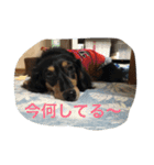 ダックスファミリー（個別スタンプ：11）