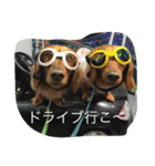ダックスファミリー（個別スタンプ：12）