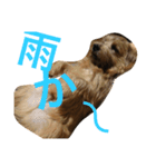 ノーフォークテリアの日常（個別スタンプ：3）