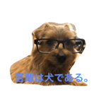 ノーフォークテリアの日常（個別スタンプ：5）